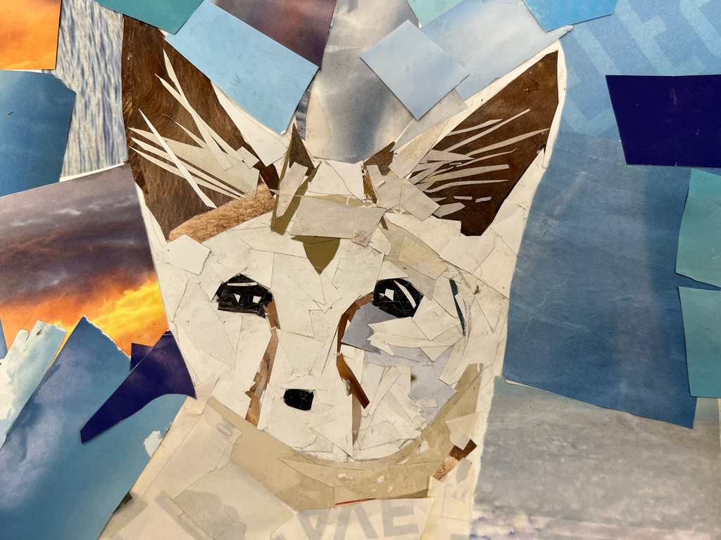 collage fox