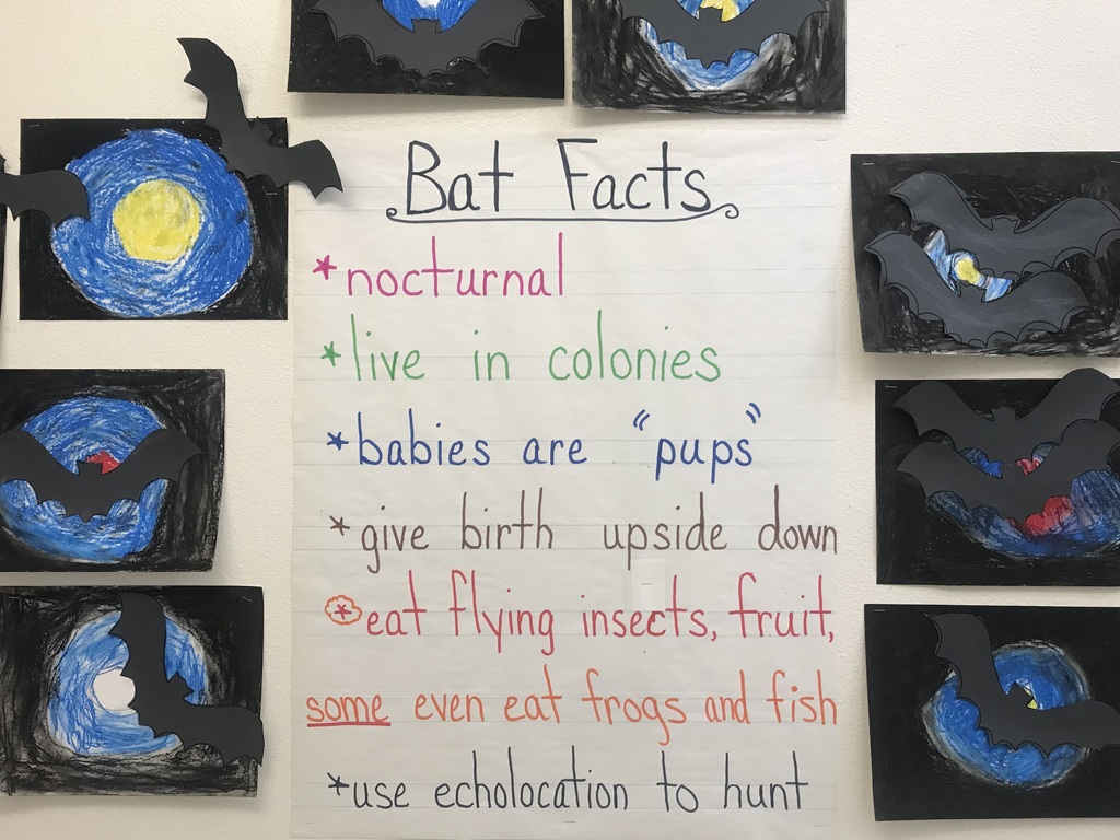 bat facts poster